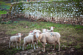 A flock of sheep grazing in the Sierra Morena, Andalucía, Spain. The rural setting depicts farm animals in their natural habitat.