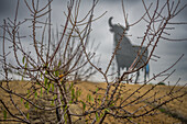 Toro de Osborne in einem Mandelhain in der Provinz Sevilla, Spanien. Das ikonische spanische Symbol inmitten einer malerischen Landschaft.