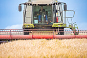 Combine harvester working in a rice field in Isla Mayor, located in the beautiful marshes of Doñana, Seville, Spain.