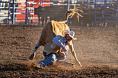 Ein Rodeo-Cowboy rutscht beim Ochsenringen von seinem Pferd ab, um den Ochsen zu Boden zu reißen.