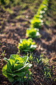 A close-up view of organic lettuce growing in rows on a farm in Seville, Spain.