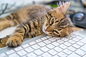 A cute kitten is peacefully sleeping on a keyboard in a cozy office setting. The kitten's relaxed expression conveys a sense of calm and tranquility.