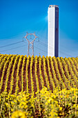 Turm eines Solarkraftwerks und Stromleitungen hinter einem leuchtenden Sonnenblumenfeld in Sanlúcar la Mayor, Sevilla, Andalusien, Espana.