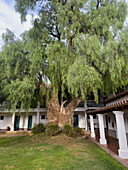 A giant molle tree in the courtyard of the Hosteria Automovil Club Argentino in Cachi, Argentina.