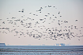 A large flock of Glossy Ibis (Plegadis falcinellus) flying over the wetlands of Isla Mayor in Doñana, Sevilla, Spain.