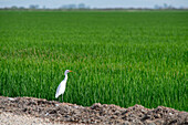 A serene view of a Bubulcus ibis standing in the lush green Arrozales de la Puebla del Rio in Sevilla, Andalucia.