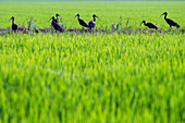 A serene view of a flock of birds in the lush green rice fields of La Puebla del Rio, Sevilla, Andalucia, Spain.