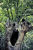 Close up of an ancient oak tree with a hollow trunk in Fuenteheridos, Andalusia, Spain. The tree stands out in a lush forest setting.