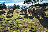 A group of sheep grazing on a sunny day in the rural landscape of Villaviciosa de Cordoba, Andalucia, Spain.