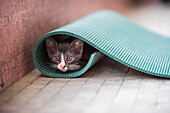 Adorable kitten peeking out from inside a rolled yoga mat on a tiled floor in Seville, Spain.