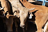 Ochsen beim Bulldogging oder Ochsenringen bei einem Rodeo in Utah.