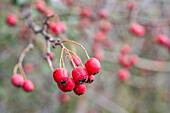 Detailed image of red hawthorn berries on a branch in Carrión de los Céspedes, Sevilla, Spain. Showcases natural beauty and autumn vibes.