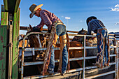 Saddle bronc cowboys in leather chaps put the bronc rein & halter on the bucking horses in the chute at a rodeo in rural Utah. Logan Nunn is at right.