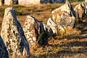 Close up view of the ancient megalithic standing stones in Carnac, Brittany, France, showcasing historical and cultural significance.