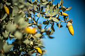 Close up image of acorns on a Holm Oak tree in Villaviciosa de Cordoba, Andalucia, Spain. Natural scenery encapsulating the beauty of mature vegetation.