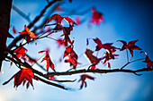 Vibrant red autumn leaves on a branch with a vivid blue sky background, capturing the essence of fall's beauty and color.