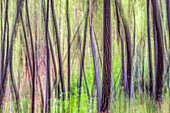 Blurred abstract depiction of a forest in Fuenteheridos, Huelva, Andalusia, Spain. The ethereal colors and patterns create a dreamy natural scene.