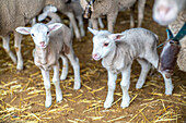 Adorable lambs standing in a barn with straw bedding, located in Villaviciosa de Córdoba, Andalucía, España.