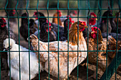 A group of chickens in a coop in Cacela Velha, Algarve, Portugal. Captures the essence of rural farm life.