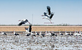 Flock of white storks in a rice field in Isla Mayor, located in the marshlands of Doñana, Sevilla, Spain.