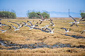 Gulls, storks, and other birds feeding in a recently harvested rice field located in Isla Mayor, Doñana marshes, Seville, Spain.