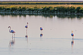 Eine ruhige Szene mit Flamingos, die während des Sonnenaufgangs in Donana, Spanien, im ruhigen Wasser stehen. Fängt die Schönheit der Tierwelt und der Natur ein.