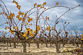 Herbstlicher Weinberg in Carrión de los Céspedes, Sevilla, Spanien. Sich windende Weinstöcke mit verbliebenen gelben Blättern unter einem bewölkten Himmel.