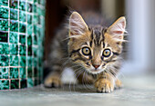 Close-up of an adorable kitten with wide eyes attentively exploring indoors, next to a green tiled wall. Perfect for themes of curiosity, pets, and innocence.