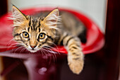 Close-up of a curious tabby kitten sitting on a red chair, capturing its playful and innocent expression.