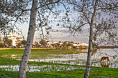 Peaceful view of El Rocío in Almonte, Andalucía, with a horse grazing near the wetlands of Doñana.