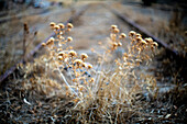 Thistle on an abandoned railroad, El Vacar, Spain.