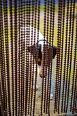 A curious dog peeks through a beaded curtain in Sierra Morena, Andalucía, España, capturing a moment of calm and curiosity.