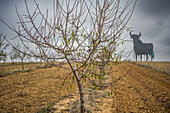 Toro de Osborne in einem Mandelhain in der Provinz Sevilla, Spanien. Das ikonische spanische Symbol inmitten einer malerischen Landschaft.