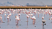 Flamingos wading in the water at Isla Mayor rice fields, Seville, Spain, with stubble fires visible in the background.