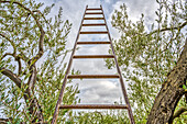 Ladder set up for olive harvesting in an olive tree in the town of Carrión de los Céspedes, Sevilla, Spain.