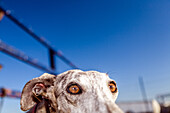 Close up image of an adopted stray greyhound dog in a rural farm setting, located in Seville, Spain with a clear blue sky background.