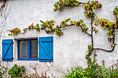 Charmante Hausfassade mit blauen Fensterläden und grünem Wein, der an der Wand wächst, in Vannes, Bretagne, Frankreich.