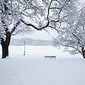 Mit Schnee bedeckte Bank und kahle Bäume im Prospect Park in Brooklyn