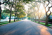 Empty treelined suburban street in morning light