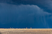 Stormy skies over farm country