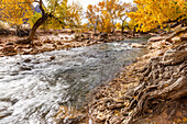 Virgin River flowing through Zion National Park in autumn