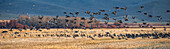 Migrating mallard duck in flight over fields