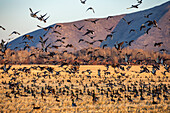 Wanderstockente im Flug über die Felder