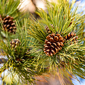 Close-up of pine cone on branch with needles