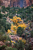 Autumn trees with yellow leaves of fall on Watchman trail in Zion National Park