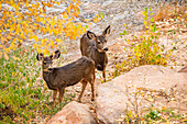 Mule deer standing near Virgin River in Zion National Park