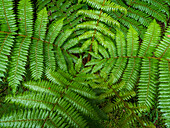 Close-up of green ferns growing in Fiordland National Park