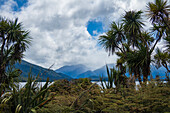 Pflanzen in der Nähe eines von Bergen umgebenen Fjords im Fiordland-Nationalpark