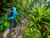 Hiker on rocky footpath in forest in Fiordland National Park, blurred motion