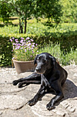 Schwarzer Hund entspannt auf Steinterrasse im Sommergarten
